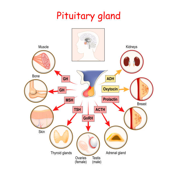 ilustrações de stock, clip art, desenhos animados e ícones de hormones of pituitary gland - hypothalamus