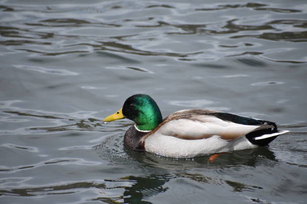 istock Green duck floats on the water 1218240167