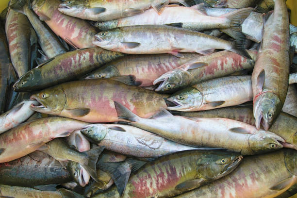 A Salmon in the American River Jumps at the gates to a hatchery
