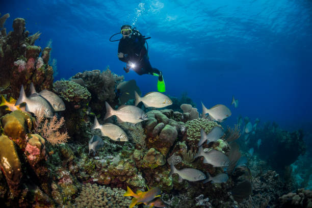 istock The Yellow Chub (Kyphosus incisor) and diver 1218247727
