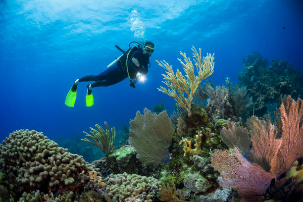 istock Coral reef gardens and diver 1218247781