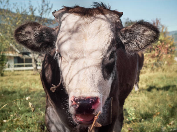 istock Young bull on a farm. 1218249501