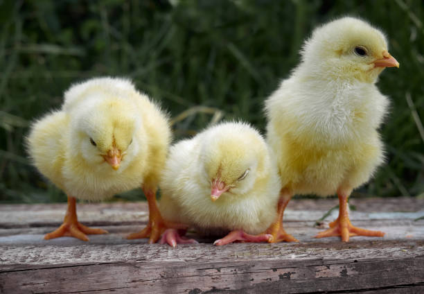 piccolo pollo sullo sfondo. - poultry farm chicken baby chicken foto e immagini stock