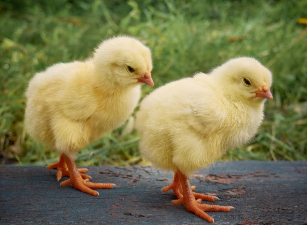 istock Cute little newborn chicken. 1218250161