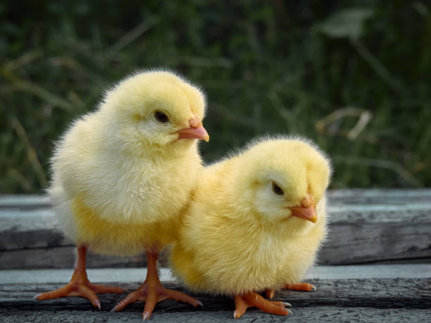 piccolo pollo sullo sfondo. - baby chicken young bird easter bird foto e immagini stock