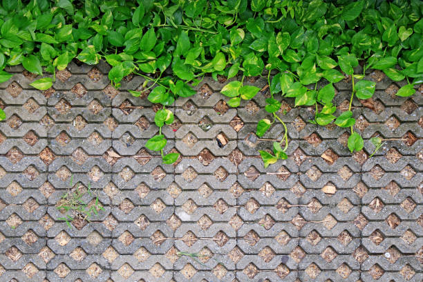 Green Devil's Ivy plants with water droplets on turf stone concrete pavers