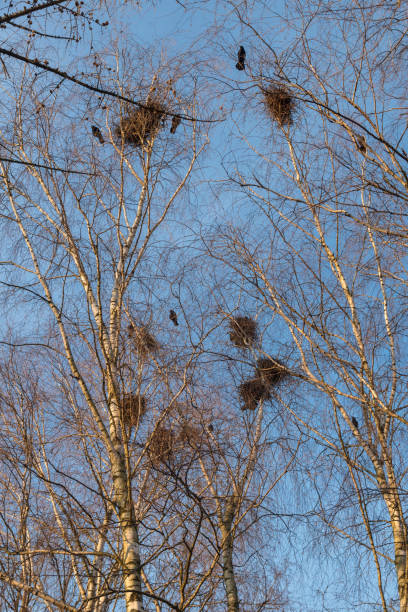 istock Raven nests on birches at sunset in early spring 1218250555