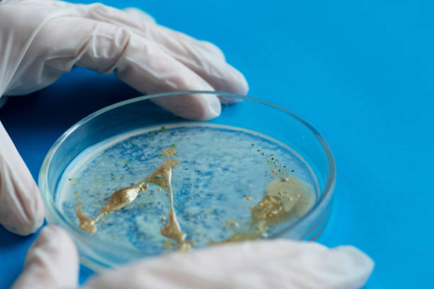 istock biologist or virologist holds a Petri dish with a sample. 1218250875