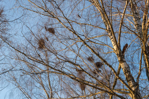 istock Raven nests on birches at sunset in early spring 1218250912