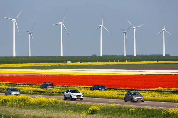 Dutch motorway between lelystad and Emmeloord along colorful tulipfields and wind turbines
