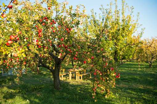 Apple garden nature background sunny autumn day. Gardening and harvesting. Fall apple crops organic natural fruits. Apple tree with ripe fruits on branches. Apple harvest concept.