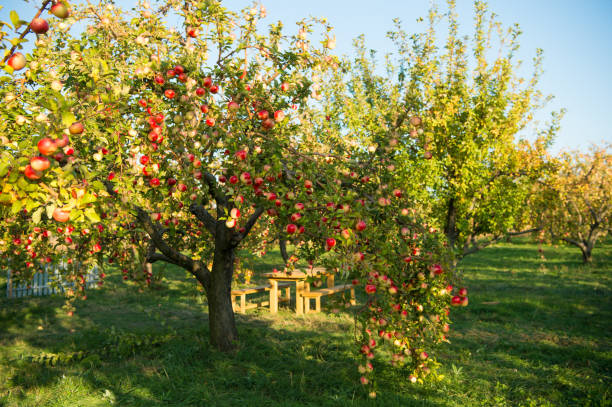 Apple garden nature background sunny autumn day. Gardening and harvesting. Fall apple crops organic natural fruits. Apple tree with ripe fruits on branches. Apple harvest concept Apple garden nature background sunny autumn day. Gardening and harvesting. Fall apple crops organic natural fruits. Apple tree with ripe fruits on branches. Apple harvest concept. apple orchard photos stock pictures, royalty-free photos & images