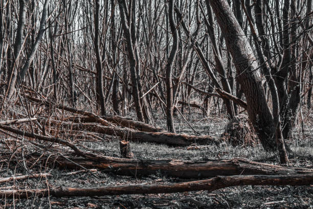 istock hurricane tumbled down trees in the forest 1218251857