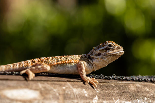 istock Close up on pogona sunbathing, beautiful animal 1218252014