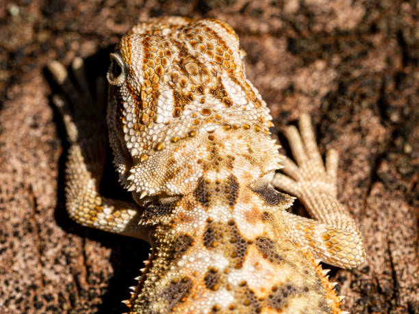 istock Close up on pogona sunbathing, beautiful animal 1218252073