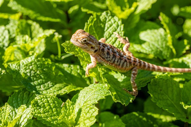 istock Close up on pogona sunbathing, beautiful animal 1218252081