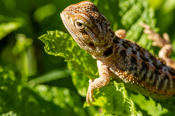 istock Close up on pogona sunbathing, beautiful animal 1218252128