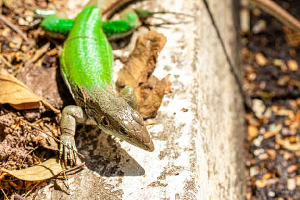 ameiva ameiva è una specie di lucertola della famiglia teiidae che si trova in america centrale e meridionale e in alcune isole caraibiche. - claw rainforest outdoors close up foto e immagini stock