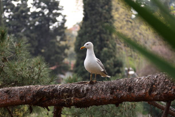 seagull on tree branch in natural environment
