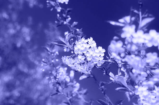 istock Spring cherry blossom in full bloom, abstract Sakura background. Tinted classic blue 1218253505