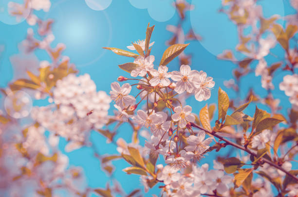 istock Spring cherry blossom in full bloom, abstract Sakura background. Toned 1218253508