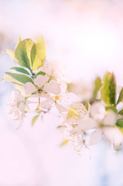 istock Spring cherry blossom in full bloom, abstract Sakura background. selective focus 1218253513
