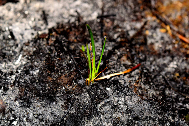 Sprout rises over burnt ground. Sprout rises over burnt ground. Grass ash after arson. Recovery after massive crysis. Future resurrection. plantlet stock pictures, royalty-free photos & images