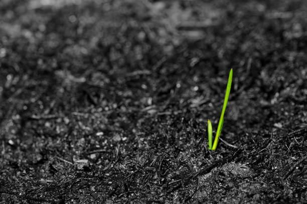 germoglio sorge su terreno bruciato. - revival foto e immagini stock