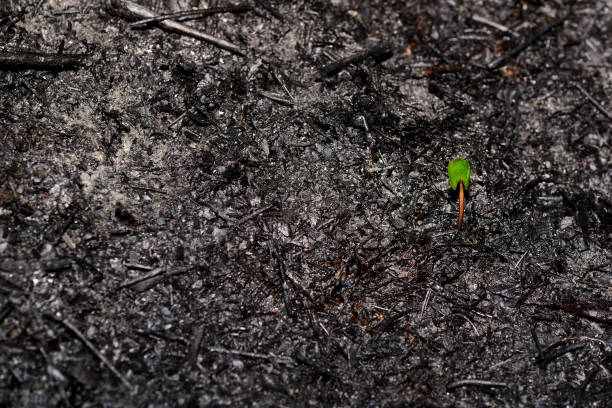 Sprout rises over burnt ground. Sprout rises over burnt ground. Grass ash after arson. Recovery after massive crysis. Future resurrection. Copy space on the left. plantlet stock pictures, royalty-free photos & images