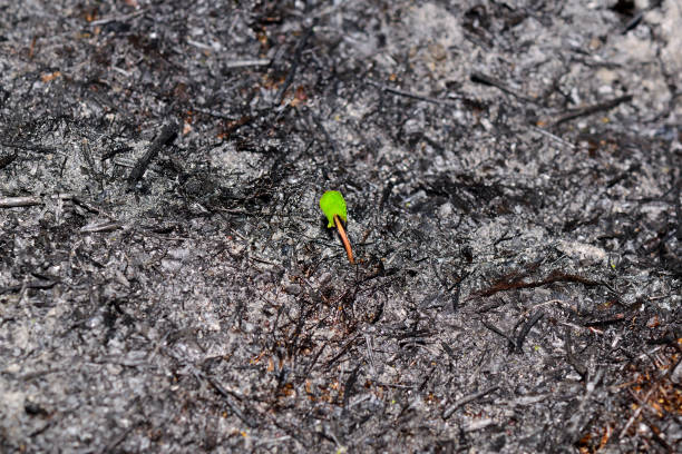 Sprout rises over burnt ground. Sprout rises over burnt ground. Grass ash after arson. Recovery after massive crysis. Future resurrection. Centered. plantlet stock pictures, royalty-free photos & images