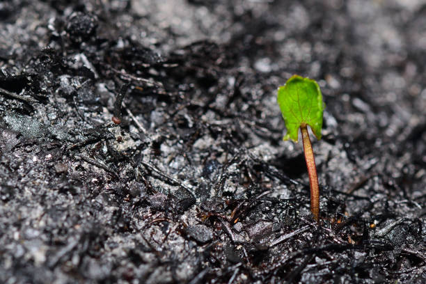 Sprout rises over burnt ground. Sprout rises over burnt ground. Grass ash after arson. Recovery after massive crysis. Future resurrection. Copy space on the left. plantlet stock pictures, royalty-free photos & images