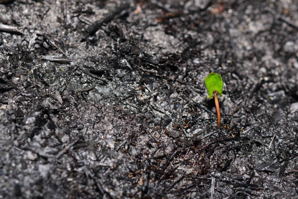 Sprout rises over burnt ground. Sprout rises over burnt ground. Grass ash after arson. Recovery after massive crysis. Future resurrection. Copy space on the left. plantlet stock pictures, royalty-free photos & images