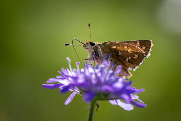 istock Moth butterfly on a spring flower collecting pollen and nectar 1218256044