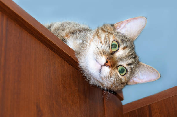 istock The cat peeps in surprise from the closet. 1218256124