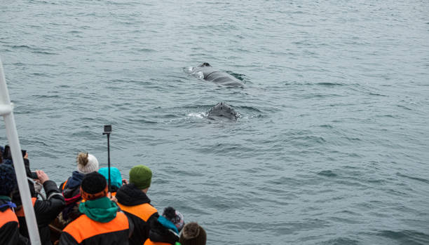 istock Whale Watching in Husavik, northern Iceland 1218256227