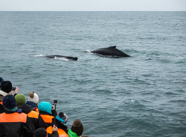 istock Whale Watching in Husavik, northern Iceland 1218256250
