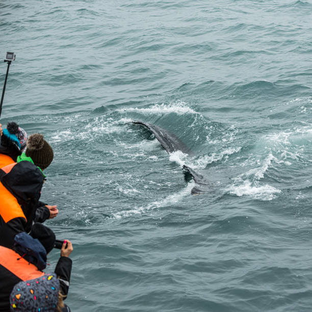 istock Whale Watching in Husavik, northern Iceland 1218256271