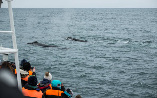 istock Whale Watching in Husavik, northern Iceland 1218256308