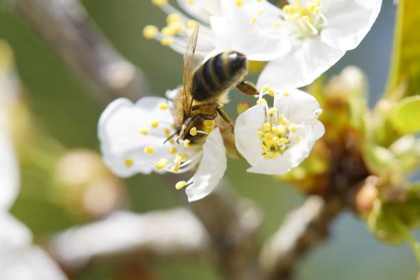 istock Bee on an apple blossom in closeup in the sunlight 1218259533