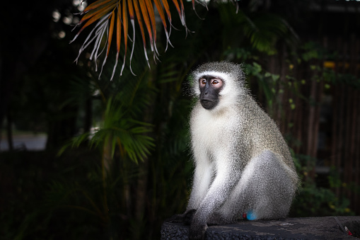 An adult vervet monkey sits on the edge of a trash can after looking for dinner, in the small rural town of St. Lucia, South Africa.