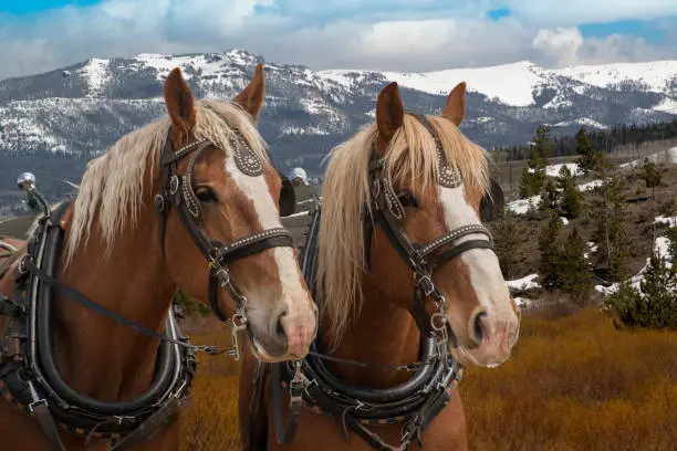 Photo of Belgian draft horses team in harness ready to be hitched to a wagon