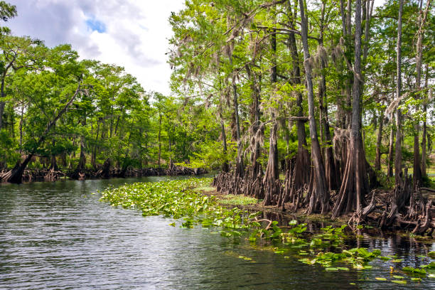 March on the St Johns River - the longest north flowing river in Florida - may already be hot and humid but the views of nature (particularly the old cypress trees lining much of the shoreline) - and wildlife of all kinds are almost unsurpassed. marcha en el río st johns - el río que fluye más largo hacia el norte en florida - ya puede ser caliente y húmedo, pero las vistas de la naturaleza (particularmente los viejos cipreses que bordean gran parte de la costa) - y la vida silvestre de todo t