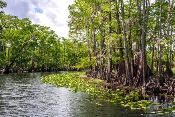 a marcha sobre o rio st johns - o mais longo rio de fluxo norte da flórida - pode já ser quente e úmida, mas as vistas da natureza (particularmente as velhas ciprestes que revestem grande parte da costa) - e a vida selvagem de todos os tipos são quase  - cypress swamp - fotografias e filmes do acervo