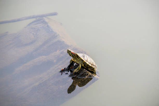 This closeup of small Green Turtle sitting on a rock in the middle of a pond was captured in Cambridge, Ontario
