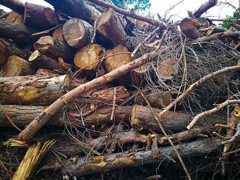 Cut trunks amounted on the forest