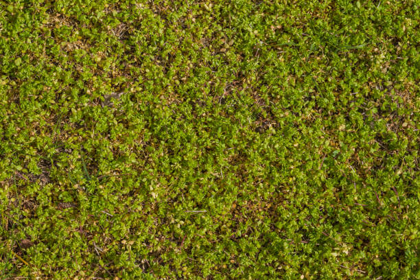 istock Field of young green short grass in the spring. Abstract background. 1218262928