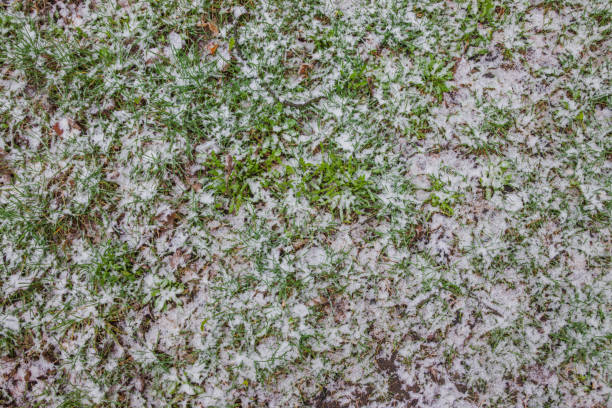 istock Young green grass visible under the snow. Last snow. Spring 1218263075