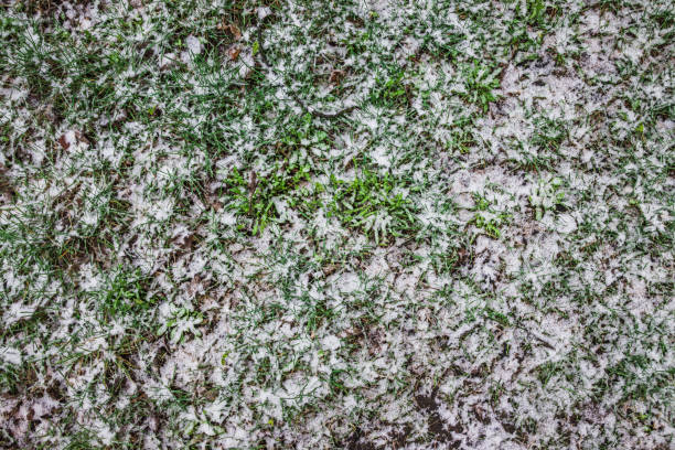 istock Young green grass visible under the snow. Last snow. Spring 1218263086