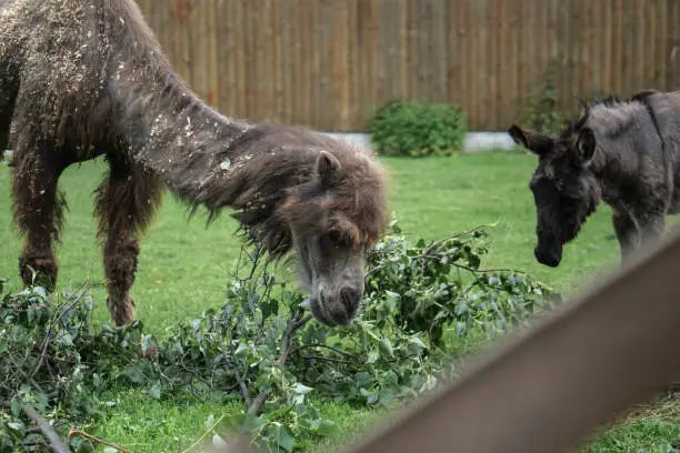 Photo of Camel came to eat in a specially prepared place. Zoo in Europe.