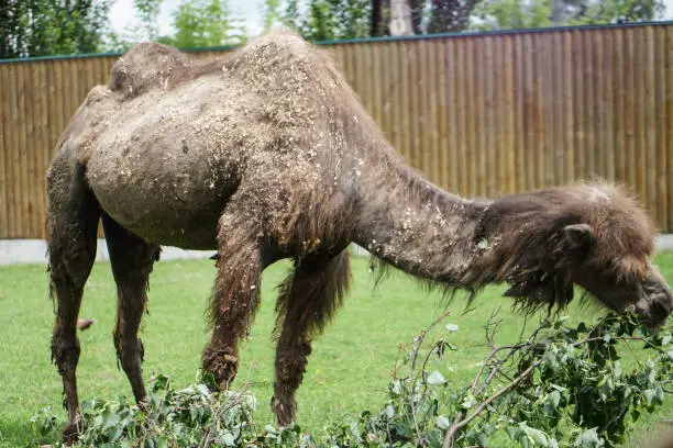 Photo of Camel came to eat in a specially prepared place. Zoo in Europe.
